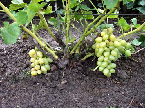 Plik:38 Arkadia - grono P.Pawluczuk.jpg