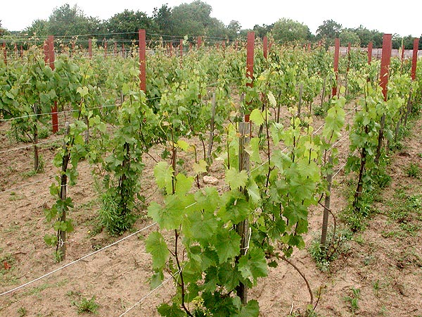 Plik:Lubnów winnica.jpg