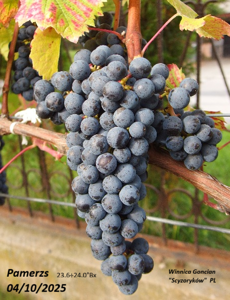 Plik:Pamerzs 04 10 2025.png