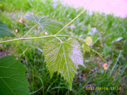 Plik:KR 87-3 Koronka1.jpg