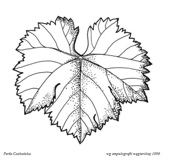 Plik:Csaba Gyoengye - profil liścia.jpg