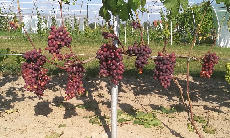 Plik:11. Rumiejka w gruncie 2025.jpg