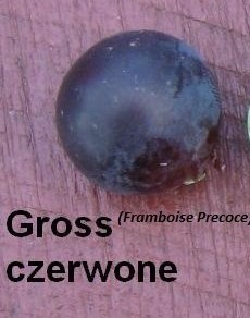 Plik:Gross Framboise.jpg