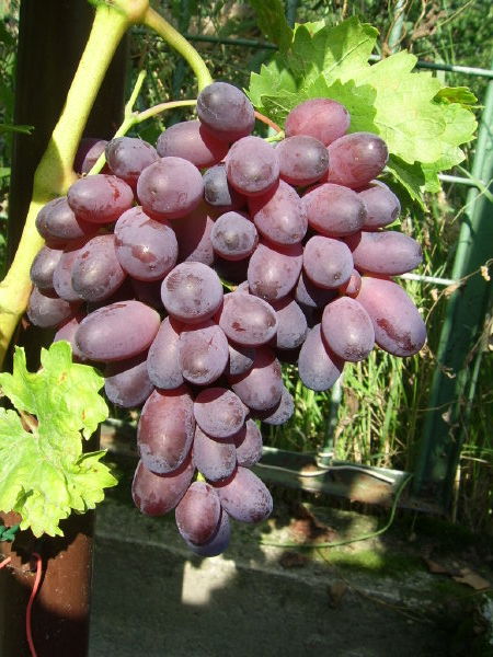 Plik:Karmakod grono1.jpg