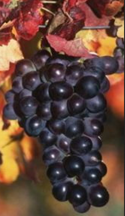 Plik:Kekfrankos szolo.png