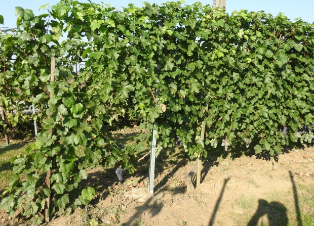 Plik:19082018 CF-krz.jpg