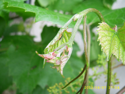 Plik:Jukka Koronka1.jpg