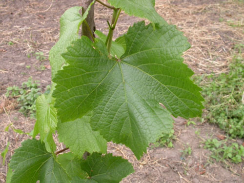 Plik:200 Rondo - lisc P. Zdanowski.jpg