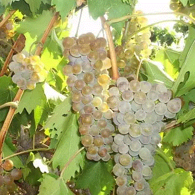 Plik:Rkatsiteli grona.gif