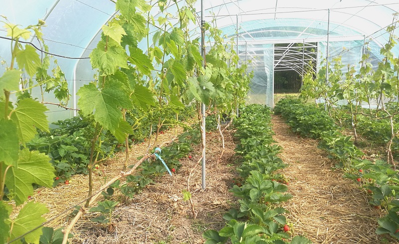 Plik:Maj w tunelu.jpg