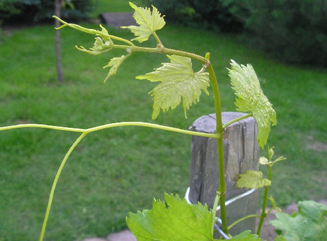 Plik:335 Aloszenkin - koronka Jakub Nowakowski.jpg