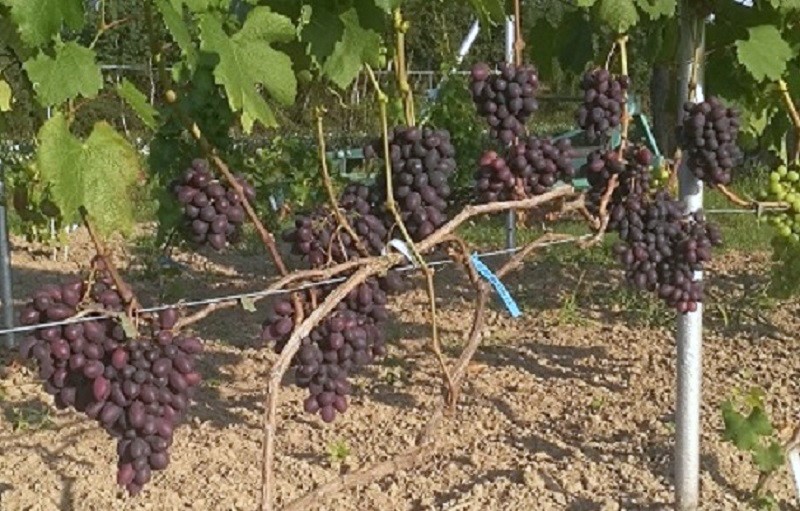 Plik:7. Katalonia w gruncie 2025.jpg