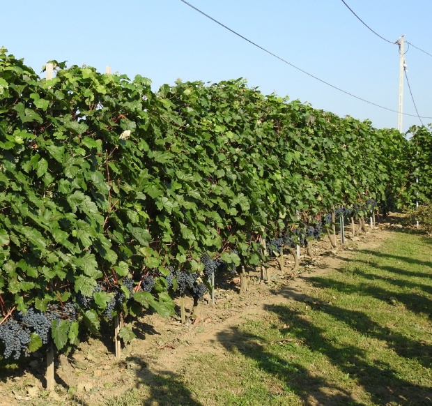 Plik:19082018 Roesler-szp.jpg