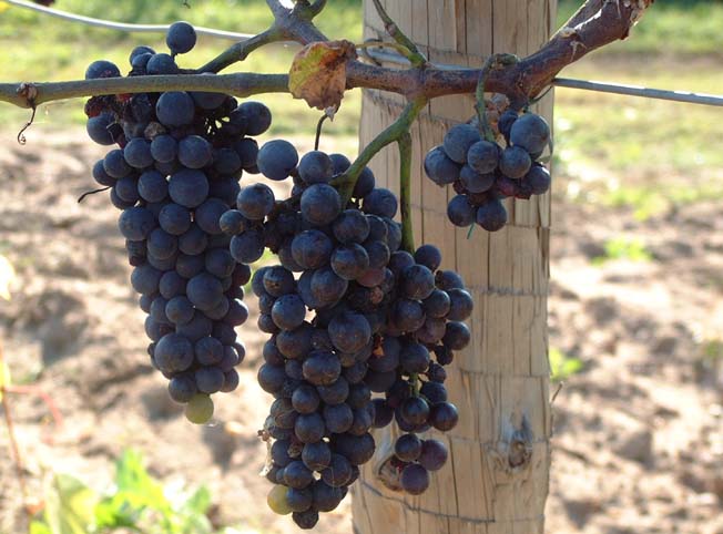 Plik:280 Pinot Noir - grona Grzegorz Nowakowski.jpg