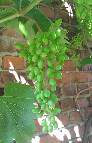 Plik:Grono Century przed wybarwieniem 2016.07.07.jpg