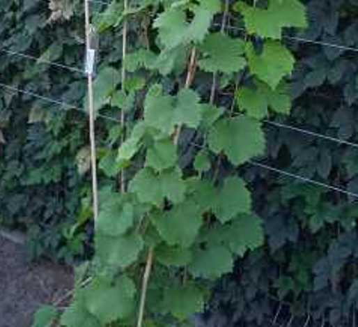 Plik:Rizling Georgina L A.jpg