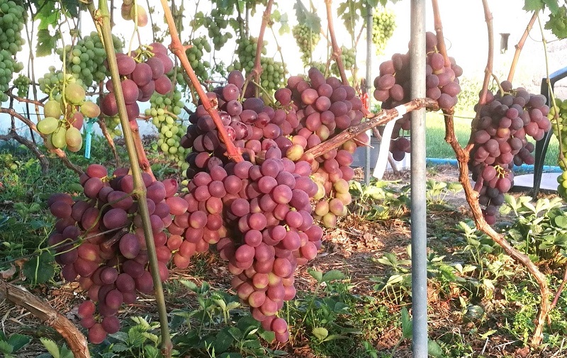 Plik:17. Dżoni 2025.jpg