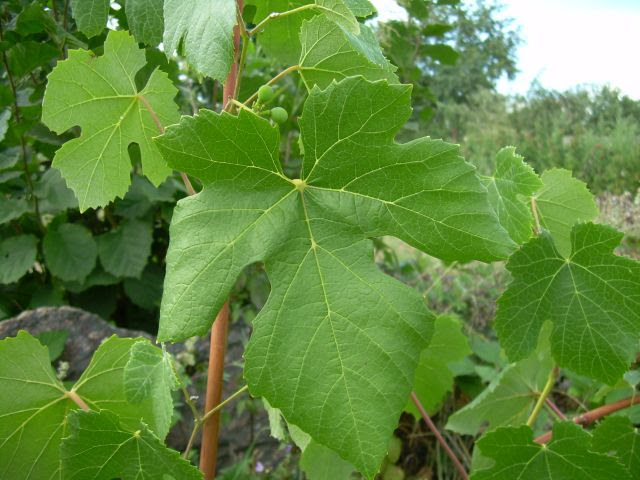 Plik:Iza Zaliwska-lisc.jpg