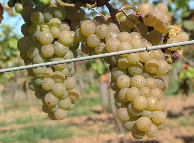 Plik:281 Auxerrois - grona Grzegorz Nowakowski.jpg