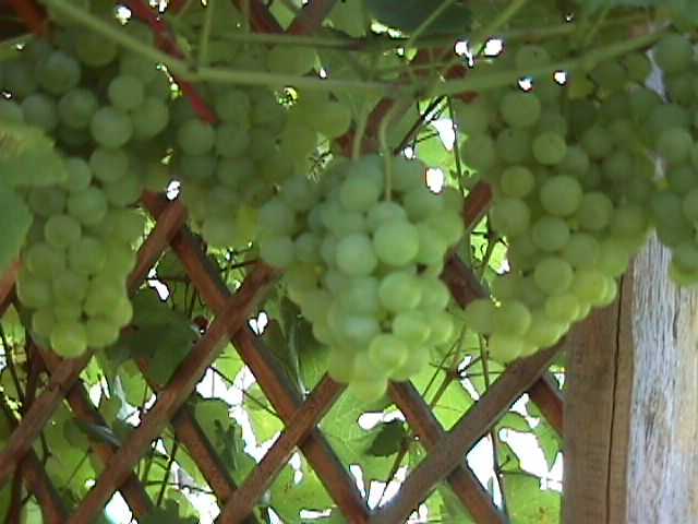 Plik:62 Iza Zaliwska IZA ZALIWSKA - grona J. Czapski.jpg