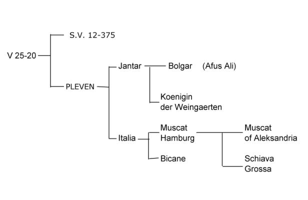 Plik:V 25-20-drz.jpg