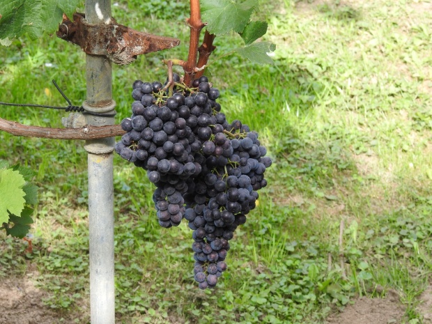 Plik:20092020 Merlot.jpg