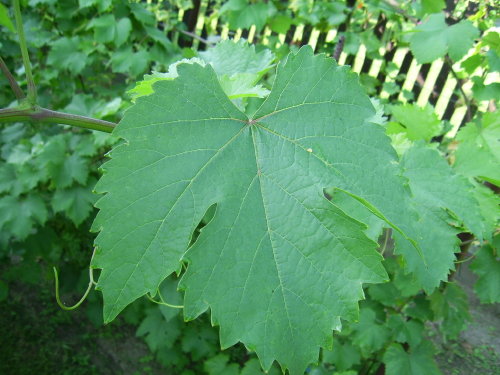 Plik:Ruswen lisc2 dziadek2.jpg