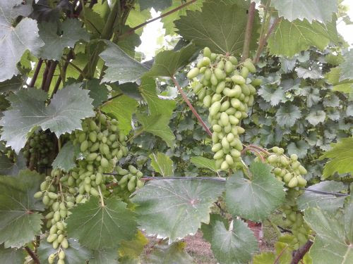 Plik:V 2520. 26.07.15.jpg