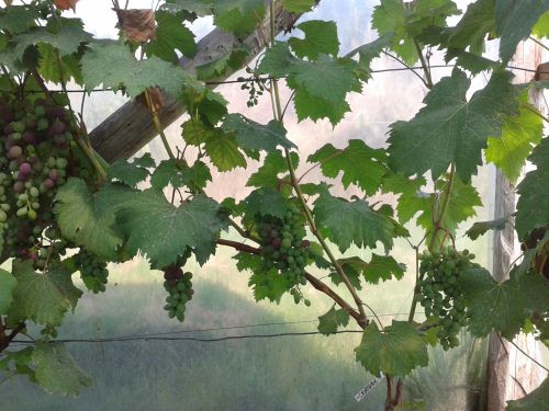 Plik:Century 19.07.2015.jpg