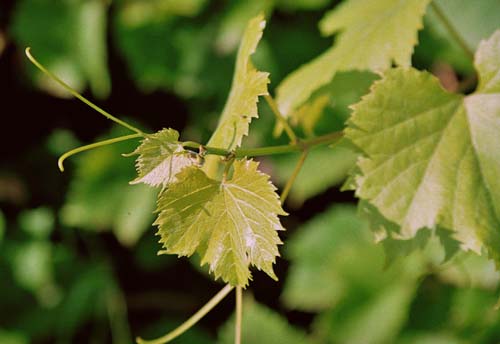 Marechal Foch - koronka, Foto: D. Rzosiński