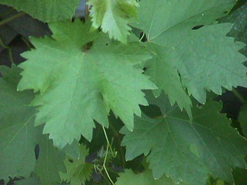 Plik:SP-lisc J Czapski.jpg