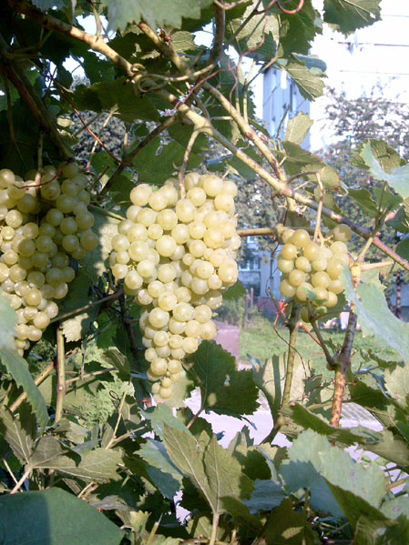 Plik:IrsaiOliver-grona K Wiśniowski.jpg