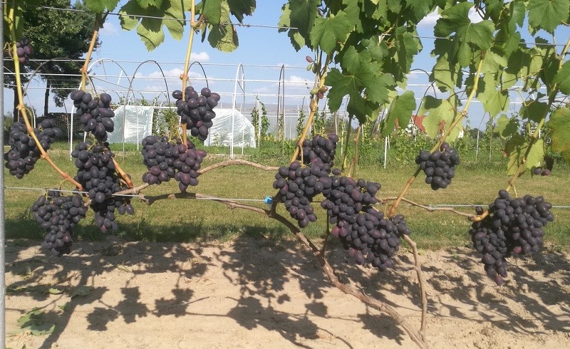 Plik:7.1 Katalonia w gruncie 2025.jpg