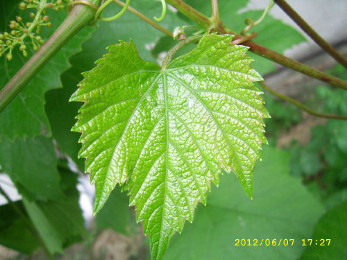 Plik:Jukka MlodyLisc1.jpg