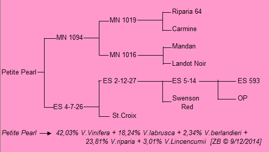 Plik:Petite Pearl drzewko gen.png