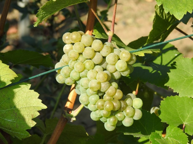 Plik:19082018 hiber.jpg