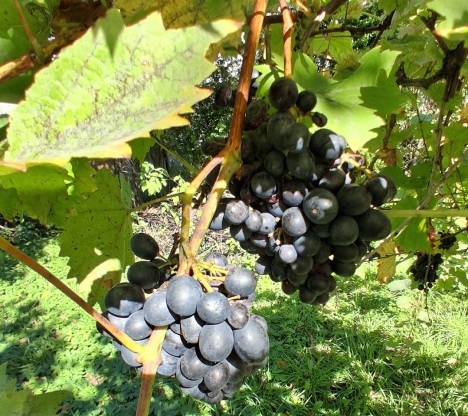 Plik:20250924 Nero.jpg