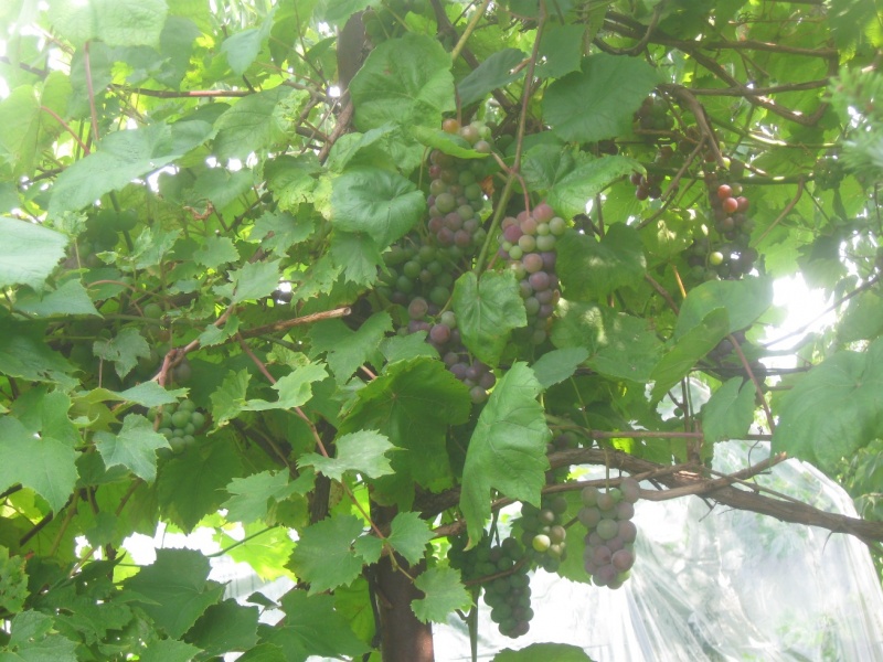 Plik:24082023 SR.JPG