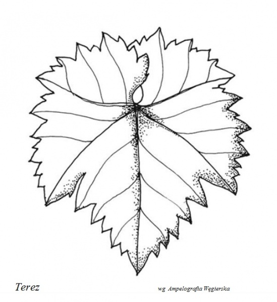 Plik:Terez - profil liścia.jpg