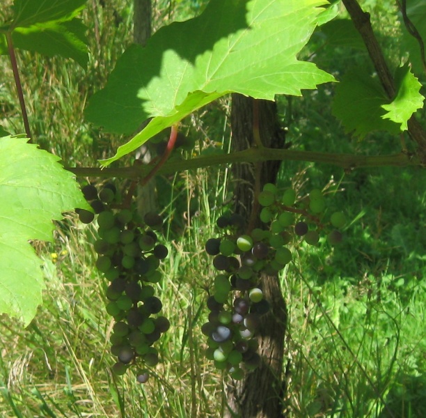 Plik:MJoffre 07082022.JPG