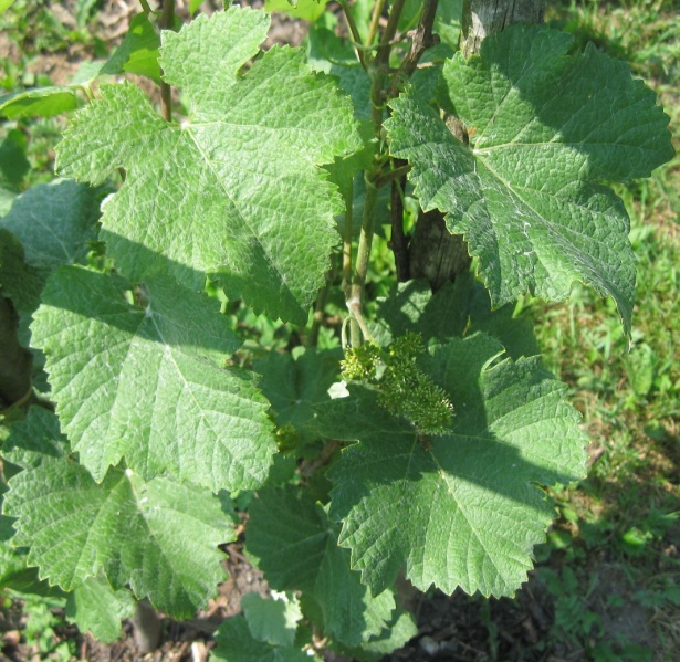 Plik:31052018 PW.jpg