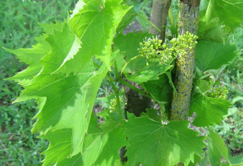 Plik:23062020 Garant.JPG