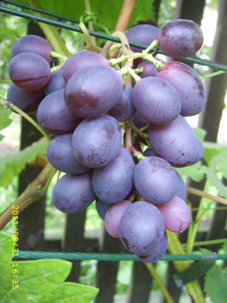 Plik:Podarok Wojtowicza-gr2(Dz2).jpg