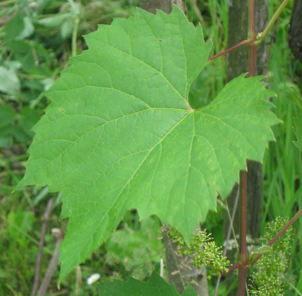 Plik:M.Joffre L 17062022.JPG