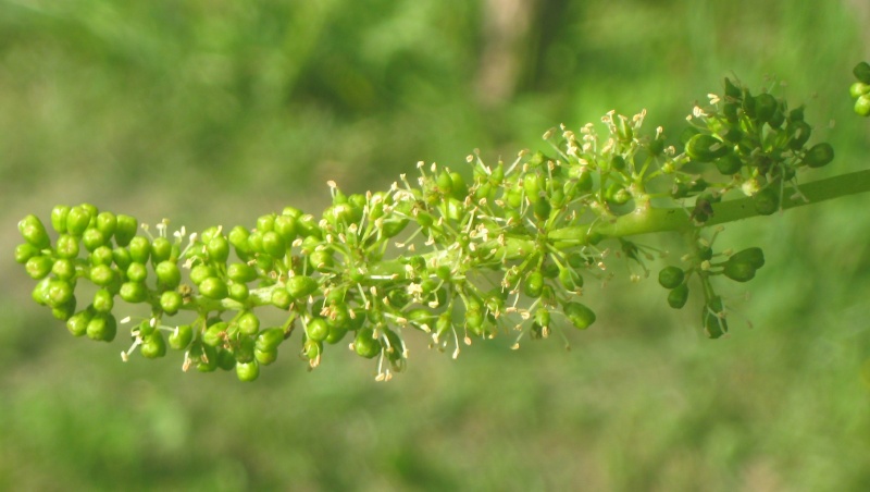 Plik:Johan 08062024.JPG