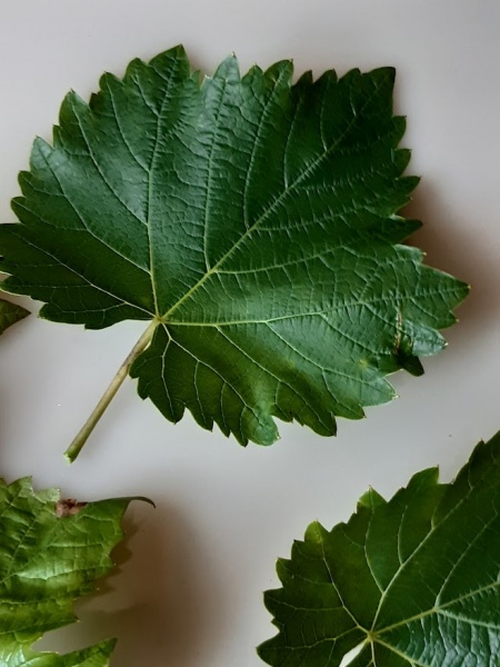 Plik:Oleg - lisć.jpg