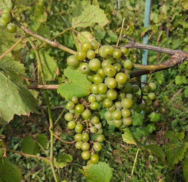 Plik:20250826 Chardonel.jpg