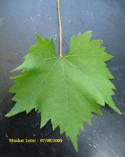 Plik:Muskat Letni-L3.jpg