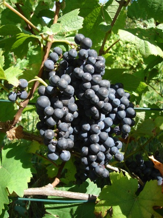 Pinot Noir Precoce