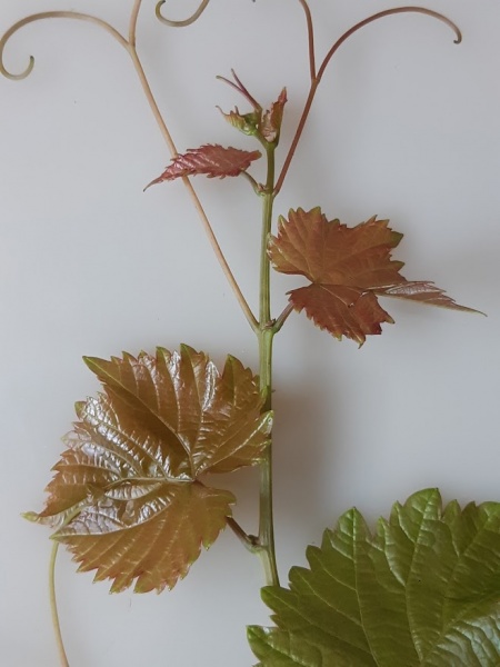 Plik:Oleg - koronka.jpg